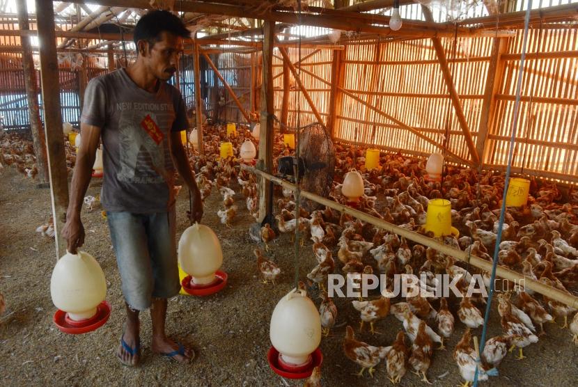 Peternak saat akan memberi makan ayam petelur di Cilodong, Depok, Jawa Barat, Jumat (28/6).