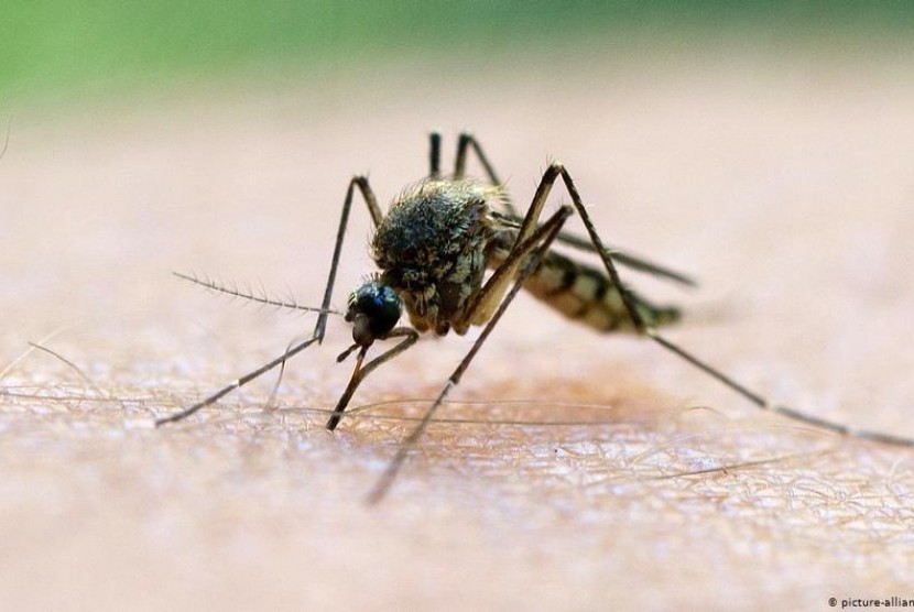 Waspada Parasit Malaria Resisten Obat di Asia Tenggara