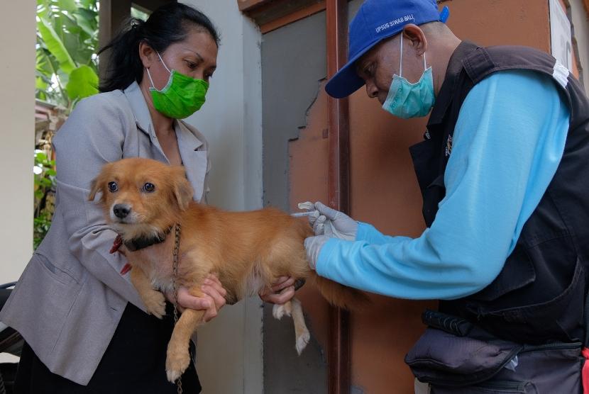 Petugas menyuntikkan vaksin anti rabies pada anjing dalam kegiatan vaksinasi di Denpasar, Bali, Senin (1/4/2019).