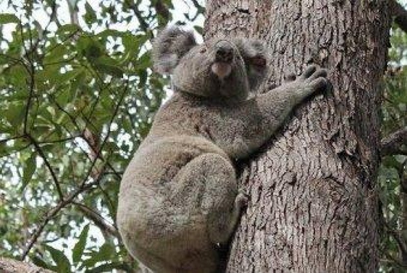 Koala 