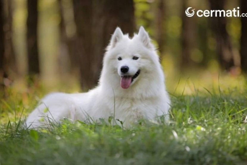 Bisa Seharga satu Buah Mobil, Ini Dia 10 Ras Anjing Termahal di Dunia
