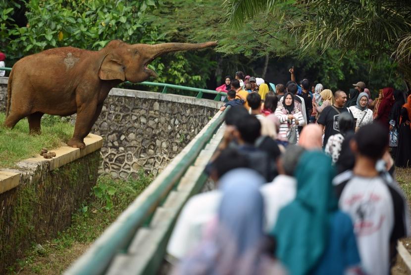 Sejumlah wisatawan mengamati gajah sumatra (Elephas maximus sumatranus) di Taman Margasatwa Ragunan (TMR), Jakarta Selatan, Kamis (6/6/2019).