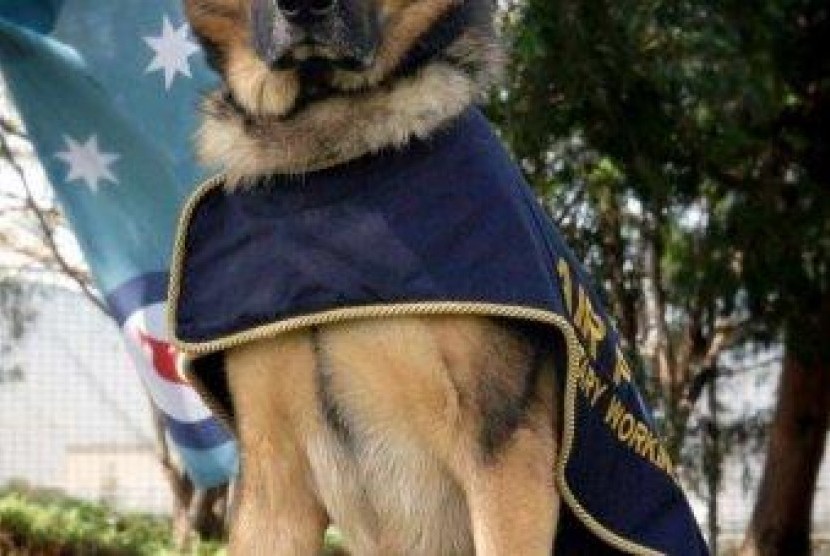 Anjing militer di Angkatan Udara Australia 