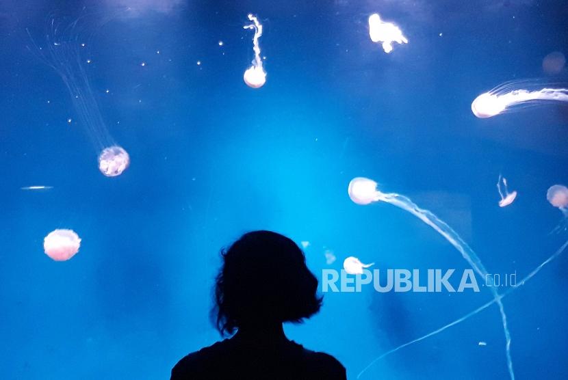 Wahana rekreasi keluarga sekaligus pusat konservasi satwa dalam ruangan Jakarta Aquarium menghadirkan beragam kegiatan menarik untuk mengisi libur panjang Natal dan Tahun Baru.