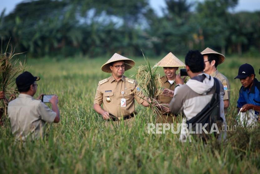 Gubernur DKI Jakarta Anies Baswedan (tengah) memanen padi saat panen raya di areal pertanian di Kawasan Cakung, Jakarta, Selasa (23/1).