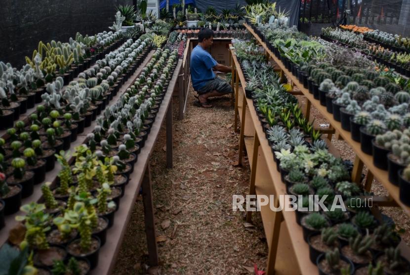 Peserta pameran Flona 2019 menyiapkan tumbuhan yang dipamerkan di Kawasan Lapangan Banteng, Jakarta, Jumat (6/9/2019).
