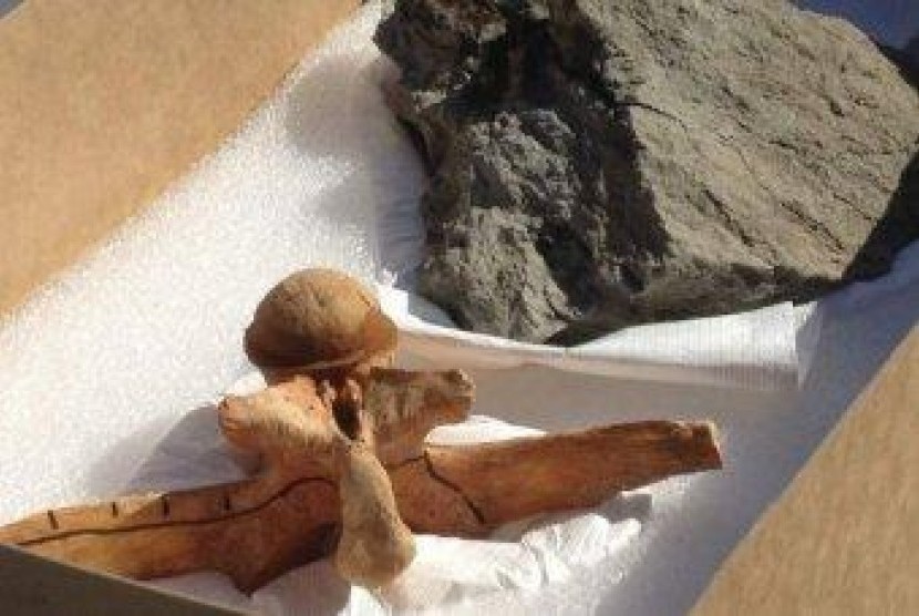 Artefak atau fosil yang diduga berusia 50 juta tahun 