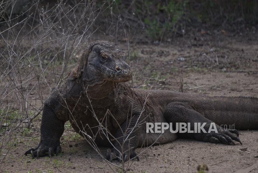Komodo berada dihabitat asliya di Pulau Komodo, Taman Nasional Komodo, Nusa Tenggara Timur. Transparansi pembangunan proyek ala 'Jurassic Park'  di Loh Buaya menuai pertanyaan tersendiri. 