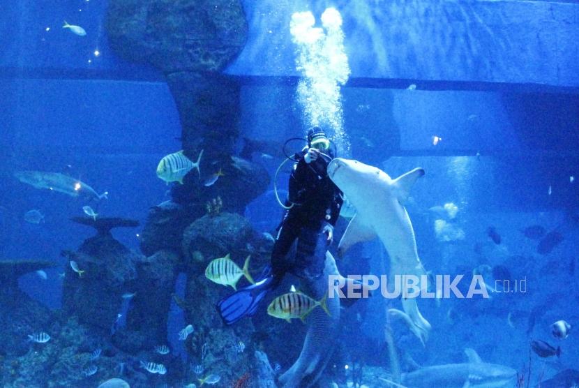 Jakarta Aquarium. Mermaid Show akan menghadirkan putri duyung sebagai pengibar bendera merah putih.