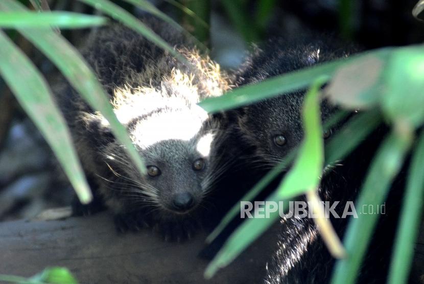 Dua bayi binturong (arctictis binturong) berumur 40 hari bersembunyi di semak-semak di kandang Binturong Kebun Binatang Bandung, Kamis (12/1).