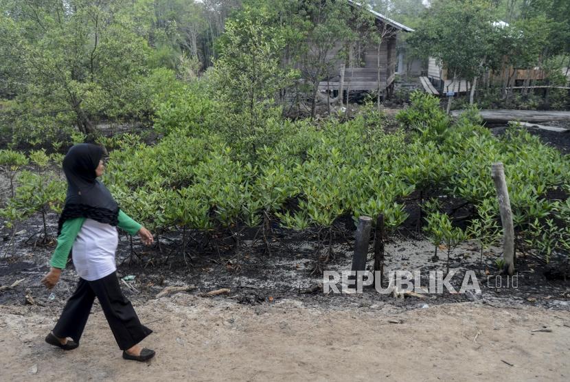 Sejumlah warga melintas di dekat tanaman mangrove di Pantai Bukit Batu, Bengkalis,.