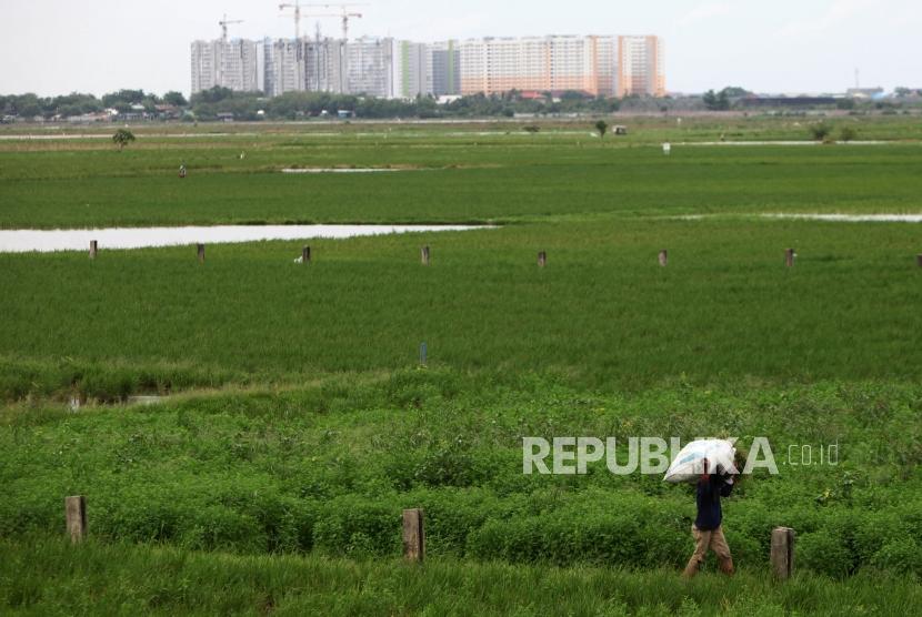 Petani mengangkut rumput dipersawahan kawasan Rotan Jaya, Jakarta Timur, Jumat (19/1).