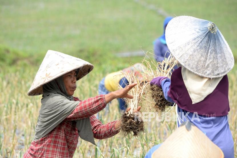 Panen Perdana Bawang Putih. Petani memanen bawang putih di sentra baru pengembangan bawang putih, Desa Taman Sari, Banyuwangi, Jawa Timur, Kamis (22/3).