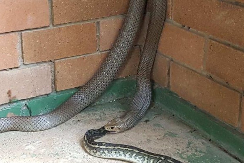 Ular cokelat terekam sedang memakan seekor ular piton di Brisbane Utara.