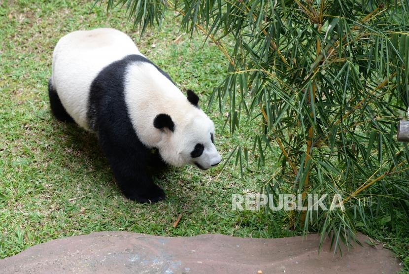 Panda Raksasa Hu Chun di Taman Safari Indonesia, Cisarua, Bogor