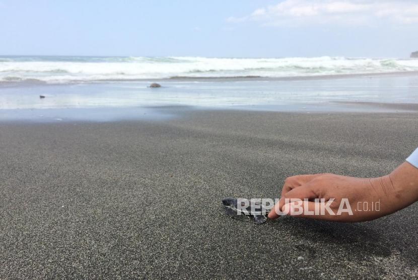 Sekitar 50 ekor tukik dilepasliarkan di Pantai Sindangkerta, Desa Cikawunggading, Kecamatan Cipatujah, Kamis (15/8).