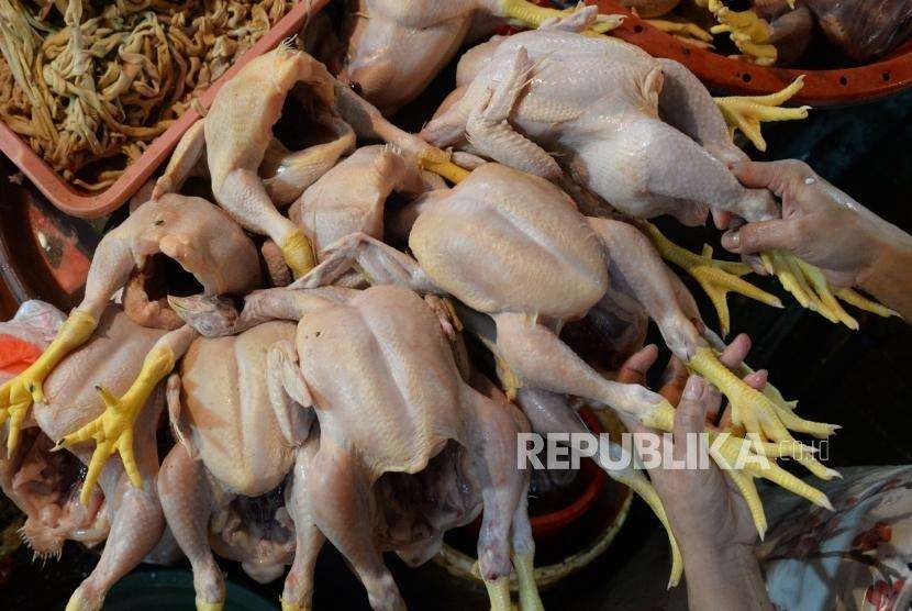 Pedagang menyiapkan ayam yang dijualnya di pasar.