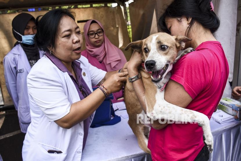 Dokter memberikan vaksin rabies kepada seekor hewan piaraan (ilustrasi)