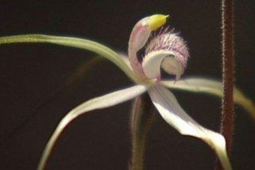 Anggrek jenis Caladenia Spider