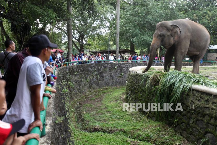 [ilustrasi] Pengunjung melihat gajah yang sedang makan saat libur panjang Tahun Baru Imlek 2569 di Taman Margasatwa Ragunan, Jakarta, Sabtu (17/2).