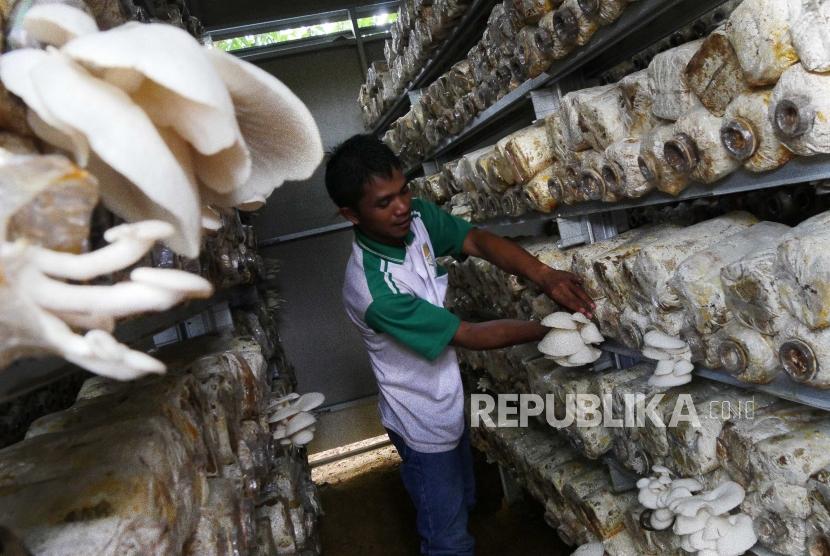 HUTAN KEMASYARAKATAN Petani peserta program Kelompok Usaha Perhutanan Sosial (KUPS) Kelompok Tani Hutan-‘Ingin Maju’ memetik jamur tiram yang dibudidayakan di Lahan Gunung Langkaras, Tebing Siring, Kabupaten Tanah Laut, Kalsel, Rabu (22/11).