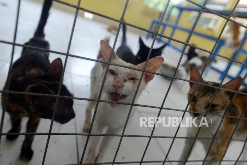 Sejumlah kucing liar yang ditampung di Puskeswan Ragunan, Jakarta, Selasa (8/1).