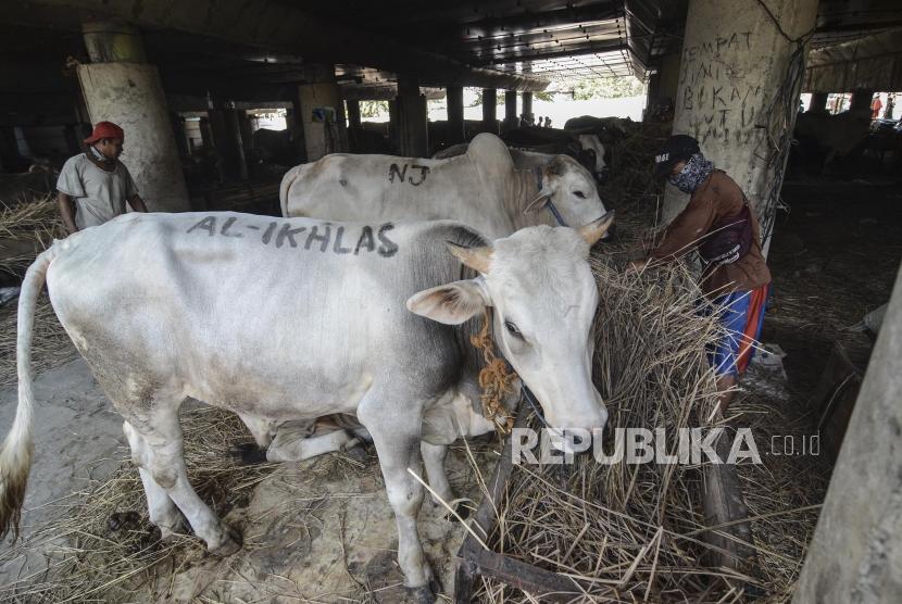 Penjualan Hewan Qurban. Harga sapi qurban di Kota Palu, Sulawesi Tengah, turun dibandingkan sebelum adanya pandemi virus corona (COVID-19).