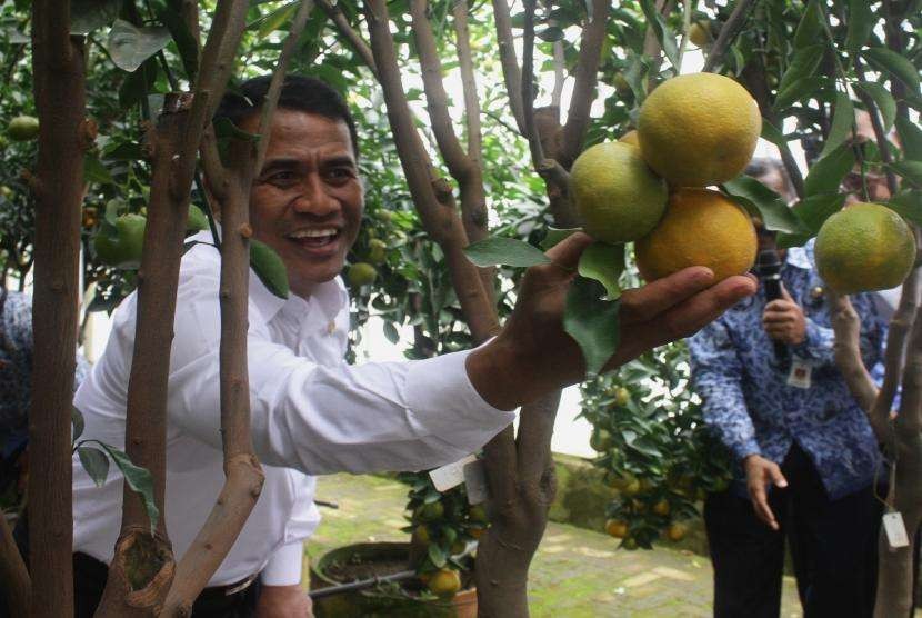 Menteri Pertanian Amran Sulaiman memetik buah jeruk usai Peluncuran Sejuta Bibit Jeruk di Balai Penelitian Tanaman Jeruk dan Buah Subtropika (Balitjestro) di Batu, Jawa Timur, Selasa (17/8).