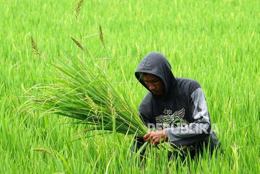 Seorang petani membersihkan rumput liar di antara padi di area persawahan Suwawa, Kabupaten Bone Bolango, Gorontalo, Senin (17/9).