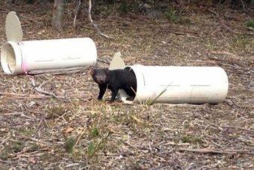 Tasmania Devil