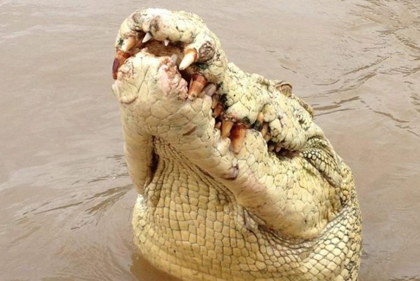 88 Koleksi Foto Penampakan Buaya Putih Terbaik