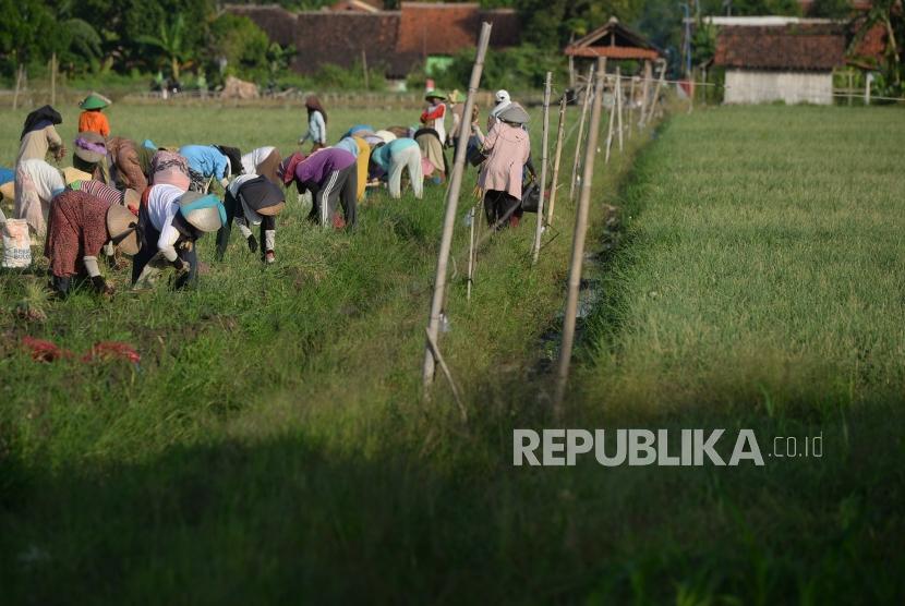Panen Bawang Merah. Buruh tani memanen bawang merah di Brebes, Jawa Tengah, kamis (9/5/2019).