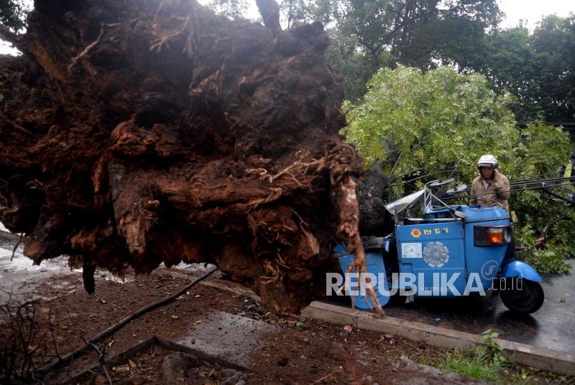 Warga melihat bajaj yang tertimpa pohon yang tumbang di Jalan Perwira, Jakarta Pusat, Selasa (21/11).