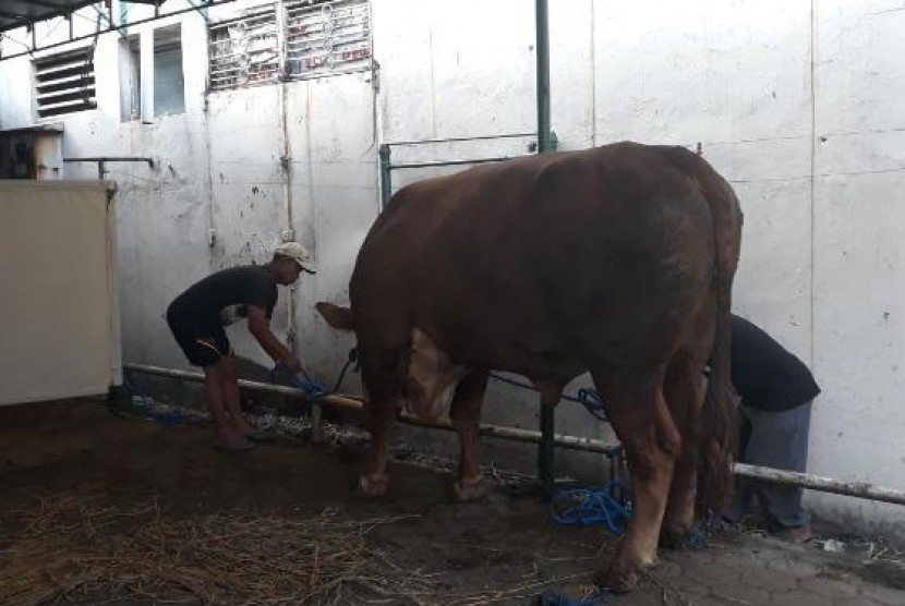 Tak Hanya Jokowi, Emil Juga Titip Sapi di Masjid Raya Bandung