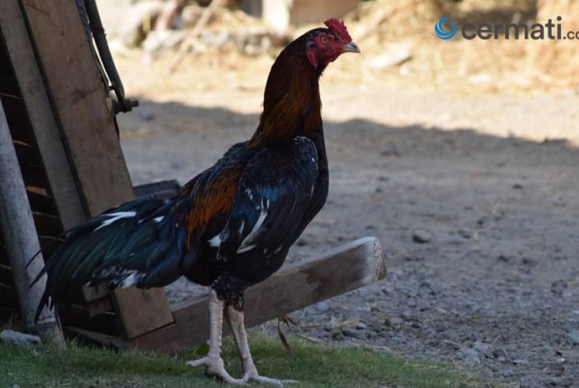 Ayam Bangkok, Jenis Ayam Aduan dengan Harga Fantastis