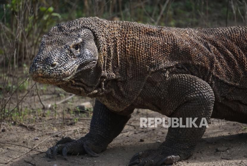 Komodo berada di habitat aslinya di Pulau Komodo, Taman Nasional Komodo, Nusa Tenggara Timur.