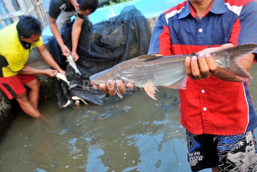 SURABAYA, 15/2 - BUDIDAYA IKAN PATIN. Pekerja memanen ikan patin di area kolam Dinas Pertanian dan Perikanan Kota Surabaya, Rabu (15/2). Budidaya ikan patin tersebut dilakukan Dinas Pertanian dan Perikanan kota Surabaya dengan program pertanian perkotaan (Urban Farming) mampu menghasilkan ikan patin sebanyak 450 ton per bulan. FOTO ANTARA/M Risyal Hidayat/ed/pd/12