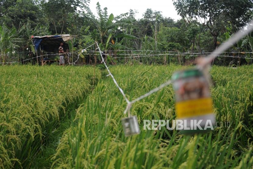 Petani mengusir hama padi di Desa Wangung Harja, Cikarang, Bekasi, Jawa Barat, Jumat (16/2).