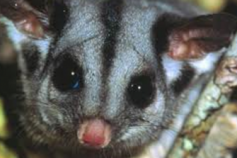 sugar gliders