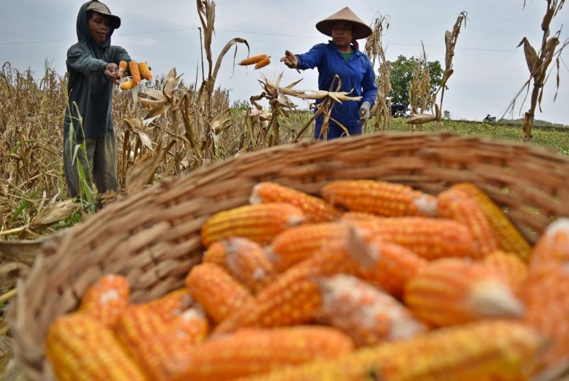 Petani memanen jagung di Sapen, Pringapus, Kabupaten Semarang, Jawa Tengah, Selasa (26/6).