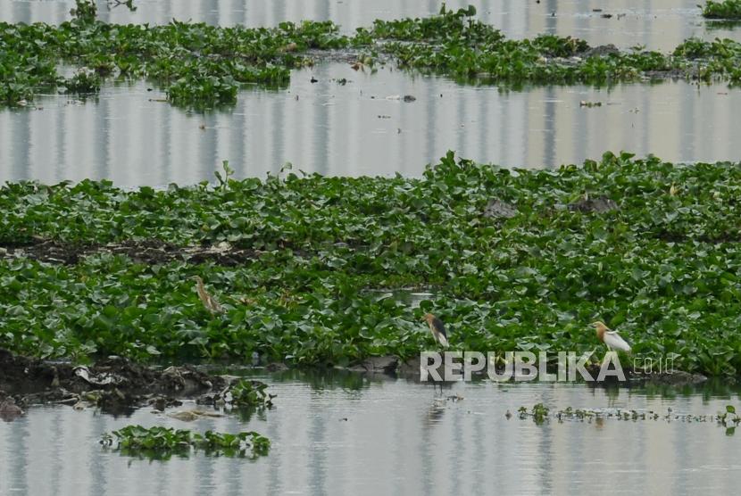 Eceng gondok: Sejumlah burung hinggap di tanaman eceng gondok di Waduk Pluit, Jakarta, Kamis (21/2).