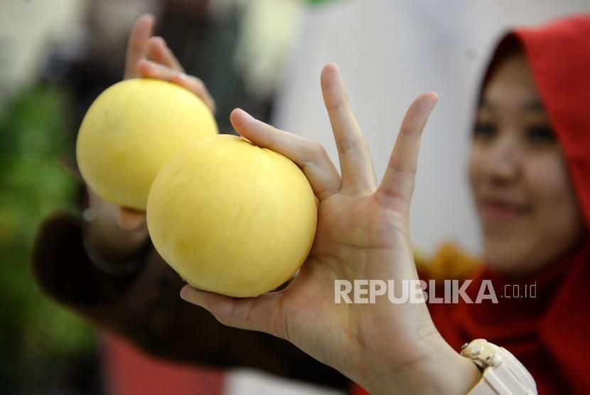 UGM Luncurkan Melon Mini Sebesar Apel | Republika Online