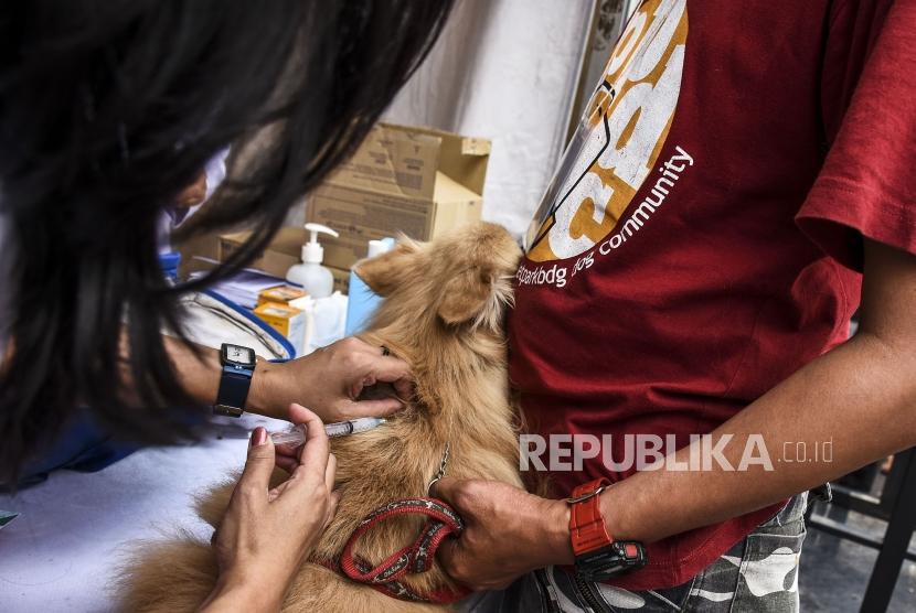 Dokter memberikan vaksin kepada seekor hewan piaraan pada acara World Rabies Day 2019 di Plaza Balaikota, Kota Bandung, Ahad (29/9).