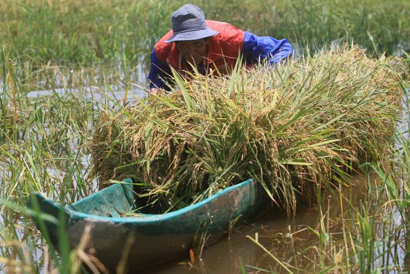 Petani membawa padi yang terendam banjir dengan menggunakan perahu di area persawahan Desa Blang Leuah, Kecamatan Samatiga, Aceh Barat, Aceh, Sabtu (13/10).