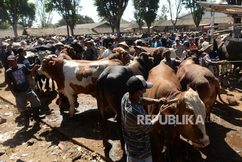 Penjualan Sapi untuk kurban (foto ilustrasi)