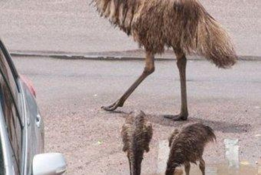 Burung Emu 