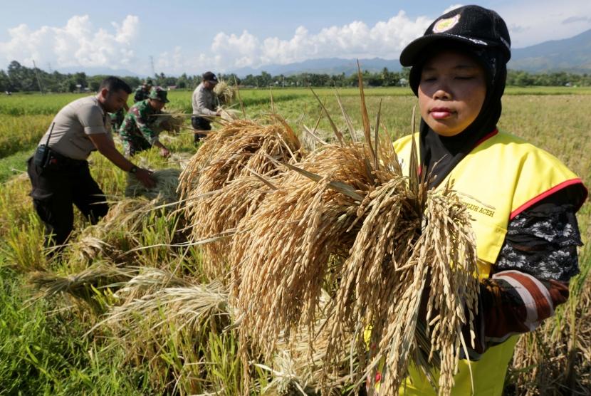 Penyuluh pertanian memperlihatkan padi unggulan hasil panen dari bibit inpari 30 di sawah Indrapuri, Aceh Besar, Aceh, Sabtu (30/3/2019).