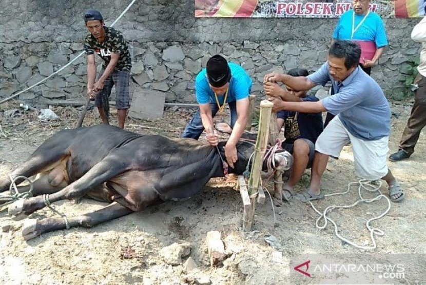 Menabung Setahun, Seluruh Anggota Polsek Klari Karawang Swadaya Kurban 6 Sapi