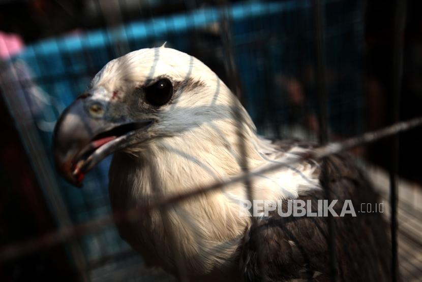 Barang bukti seekor burung elang laut yang diperlihatkan saat rilis pengungkapan jaringan perdagangan satwa liar antar daerah secara daring di polres Jakarta Barat, Jakarta, Selasa (31/7).
