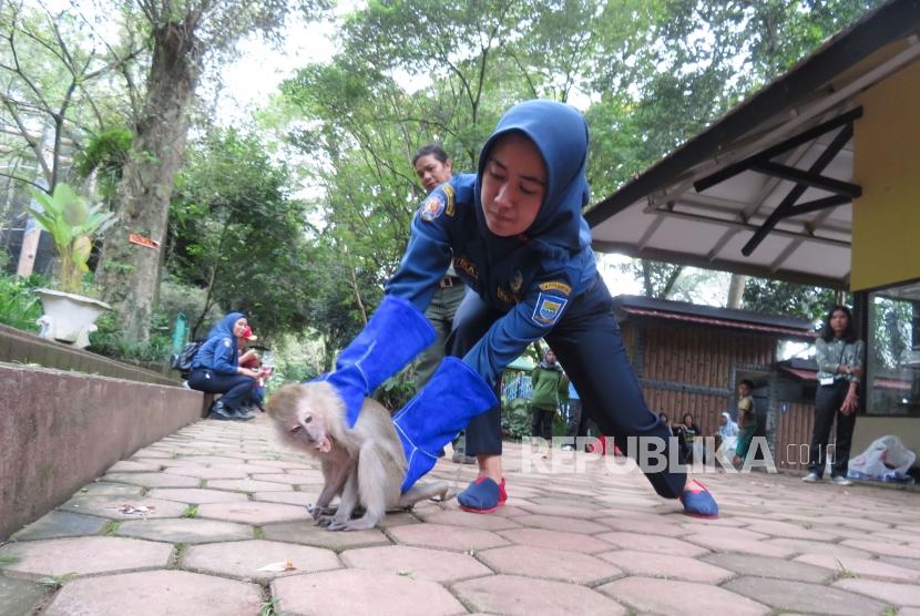 Seorang peserta dari personel Pemadam Kebakaran Kota Bandung mempraktikan cara menangkap kera saat mengikuti pelatihan animal rescue di Kebun Binatang Bandung, Kota Bandung, Senin (26/3).